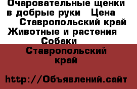 Очаровательные щенки в добрые руки › Цена ­ 50 - Ставропольский край Животные и растения » Собаки   . Ставропольский край